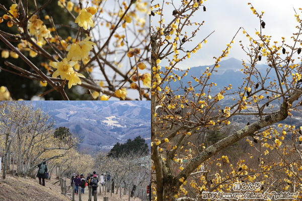 長瀞宝登山臘梅園（その1）