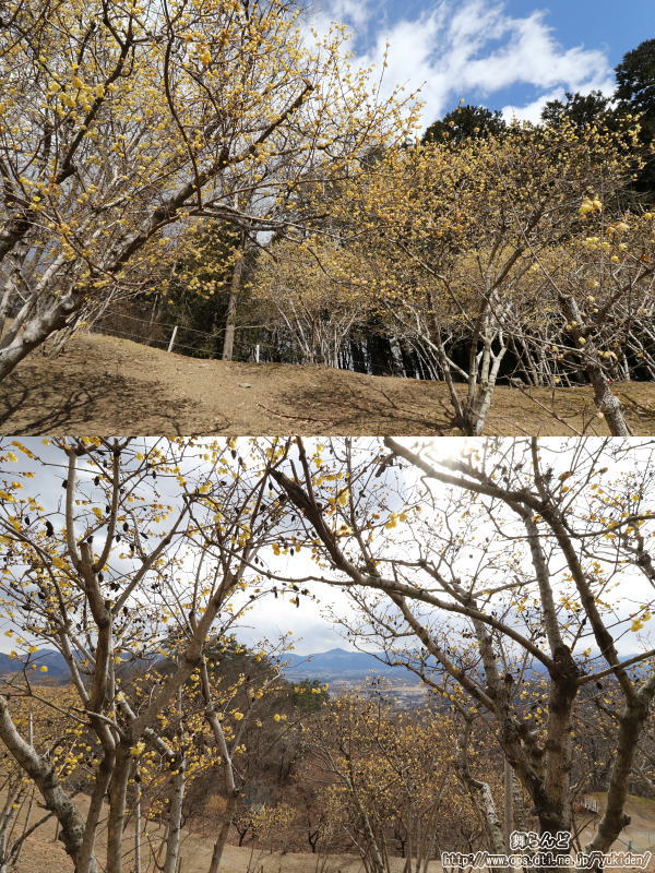 長瀞宝登山臘梅園（その2）