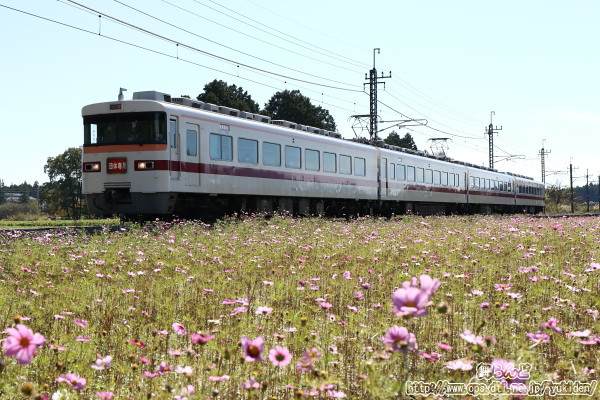 倉ヶ崎SL花畑のコスモス畑の脇を走り抜ける復活運転「南会津」号ツアー列車（353F／2021-10-24）