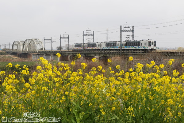 菜の花咲く渡良瀬川橋梁