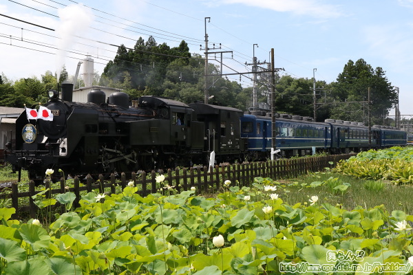 白い蓮の花とC11 123