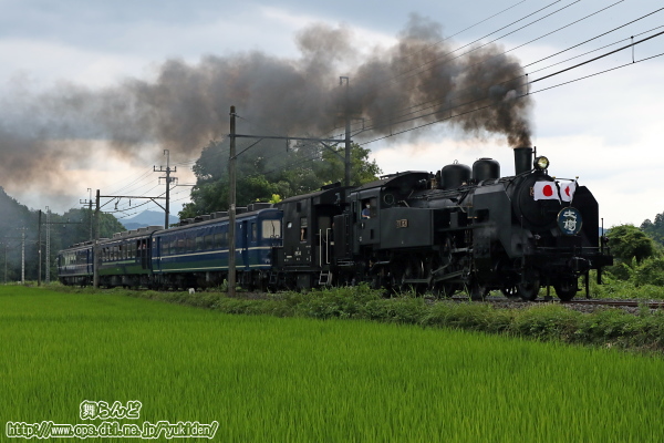 緑の絨毯のような水田とC11 123