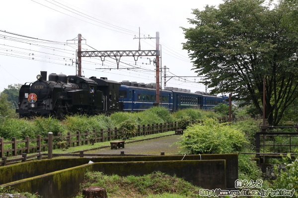 杉並木公園の脇を走り抜けるC11 123が牽引するSL大樹ふたら