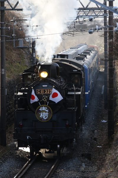 SL大樹のヘッドマーク（サブカラー）と日章旗を掲げて営業初運転を行うC11 325