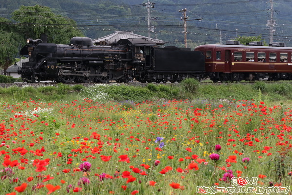 色とりどりの花と門鉄デフのC58 363