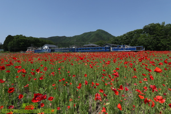 赤いポピーが咲き誇る花畑の脇を行くDL大樹1号（5/18）