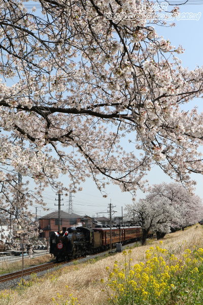 大麻生の桜並木を行くSLパレオエクスプレス
