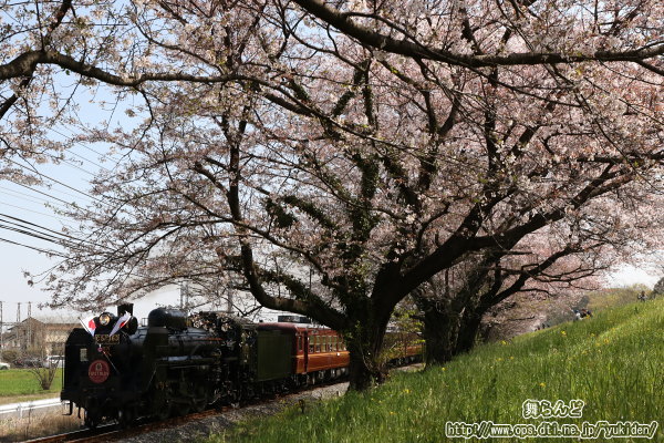 桜とSLパレオエクスプレス（往路）