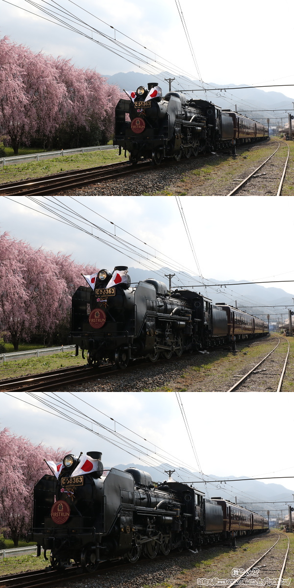 しだれ桜とSLパレオエクスプレス（復路）