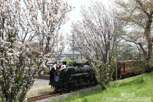 2025年のファーストランを行うSLパレオエクスプレスと八重桜