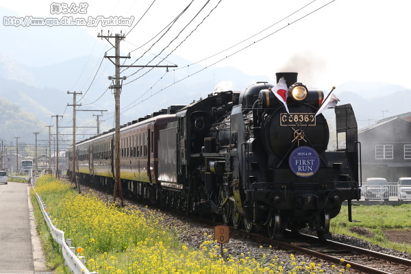 線路脇に咲く菜の花と2025年のファーストランを行うSLパレオエクスプレス