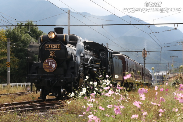 コスモスとSL日本遺産のまち行田号