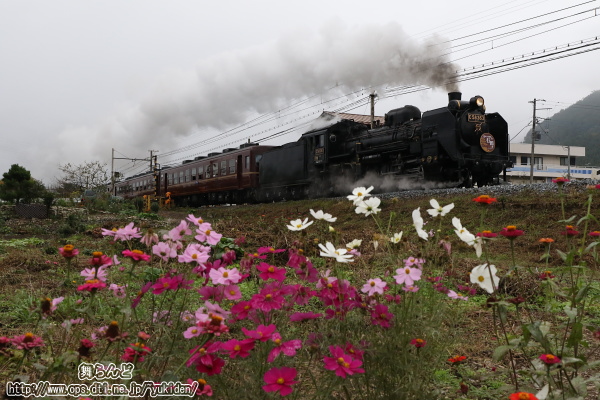秋の花々とSL日本遺産のまち行田号