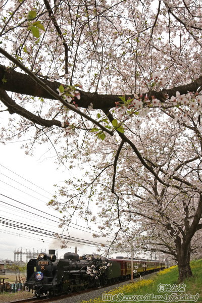 SLベアーズ号2021と荒川堤防の桜並木（往路）