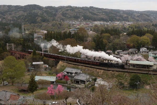 満開の桜が咲き誇る浦山口駅を通過するSLベアーズ号2021