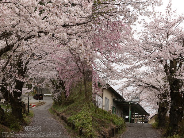 浦山口駅の桜