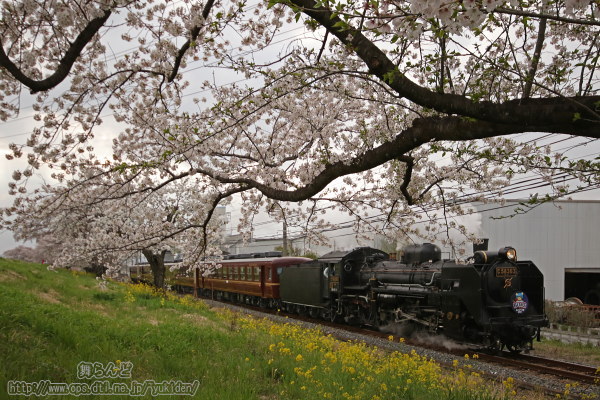 SLベアーズ号2021と荒川堤防の桜並木（復路）