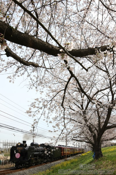 熊谷の荒川堤防の桜とSL秩父しだれ桜号