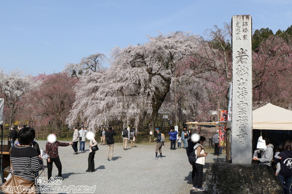 清雲寺のしだれ桜（その1）