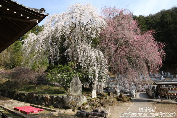 清雲寺のしだれ桜（その4）