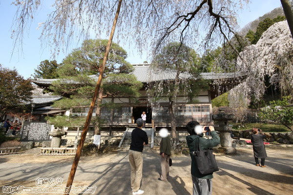 清雲寺のしだれ桜（その3）