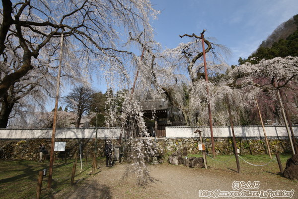 清雲寺のしだれ桜（その2）