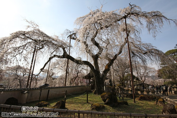 清雲寺のしだれ桜（その5）