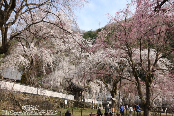 清雲寺のしだれ桜（その6）