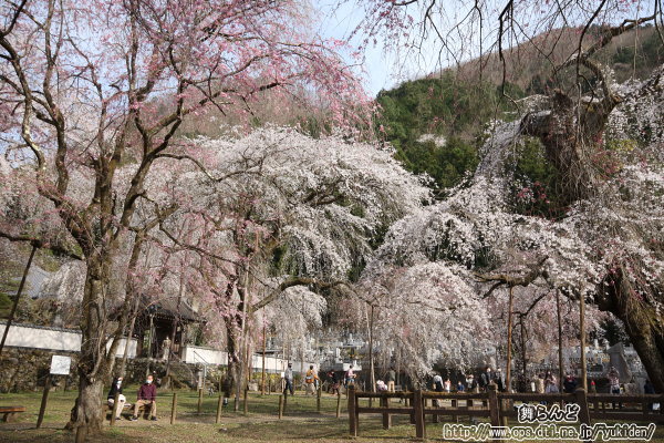 清雲寺のしだれ桜（その7）