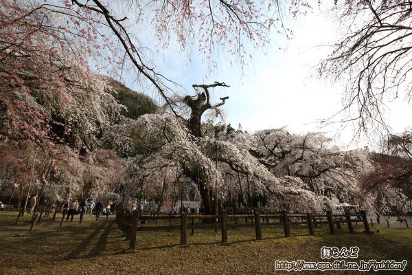 清雲寺のしだれ桜（その8）