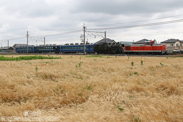 麦秋を迎えた麦畑や水田の脇を走り抜けるDE10 1099＋C11 325＋客車3両の臨時回送列車（その1）