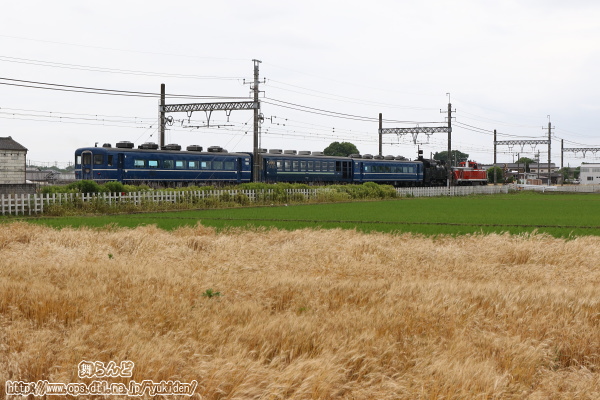 麦秋を迎えた麦畑や水田の脇を走り抜けるDE10 1099＋C11 325＋客車3両の臨時回送列車（その2）
