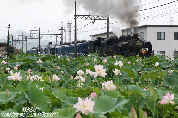 蓮の花と運行開始8周年の記念ヘッドマークを付けたSL大樹2号
