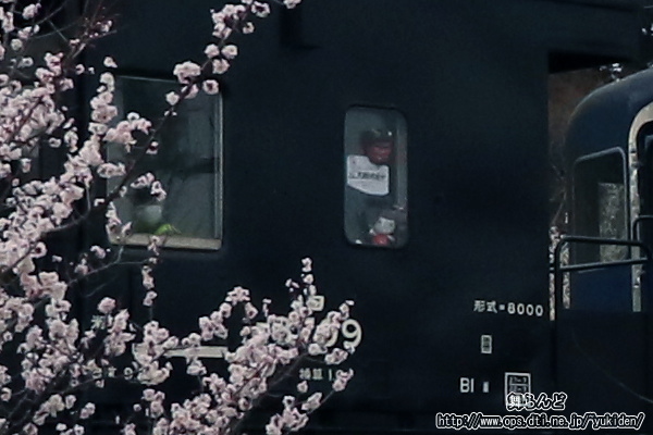 ヨ8709の窓に飾られたSL大樹珍道中関連もの（3/12　SL大樹6号）