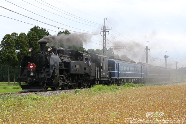 C11 207単機によるSL大樹ふたら