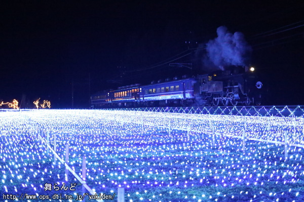 倉ヶ崎SL花畑を通過するSL大樹イルミネーション特別運行列車