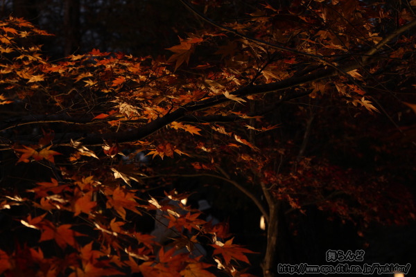 僅かな光に照らされる紅葉