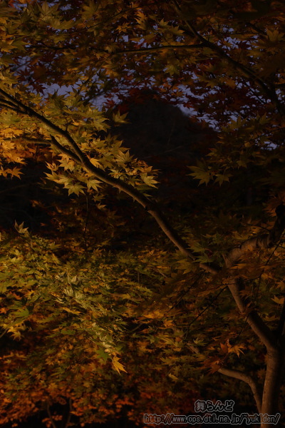 ライトアップされた紅葉と三角形の山のシルエット