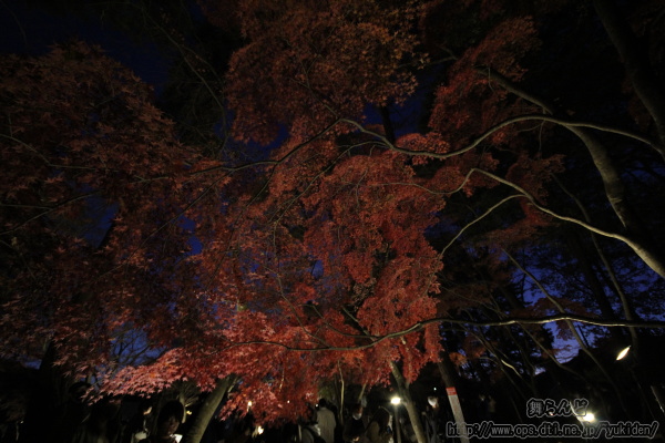 超広角ズームレンズで撮影したライトアップされた紅葉（その1）
