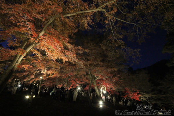 超広角ズームレンズで撮影したライトアップされた紅葉（その1）