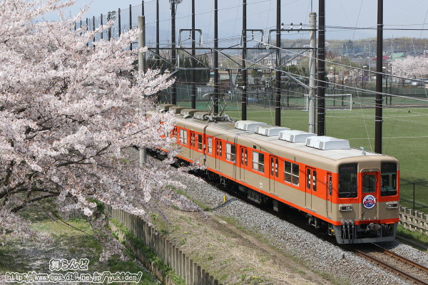 桜から姿を見せた81107F