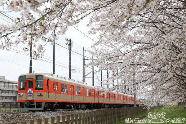 桜並木と81107F