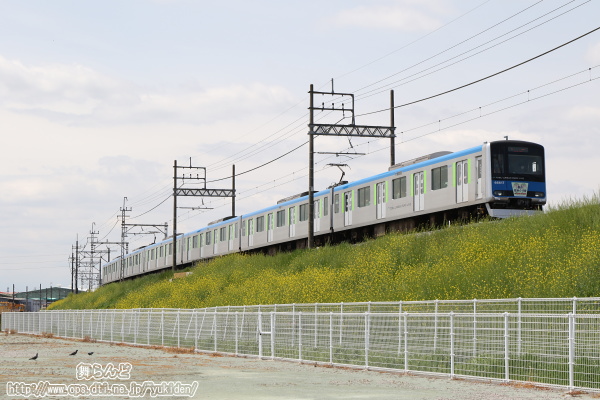 菜の花の築堤を行く「春の花めぐり号」（61617F）