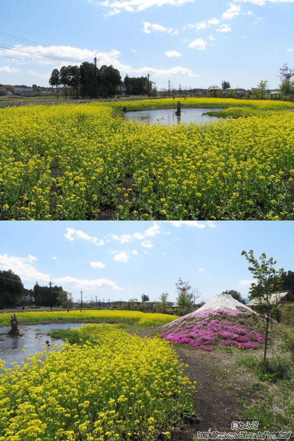 一面菜の花で黄色く染まる倉ヶ崎SL花畑