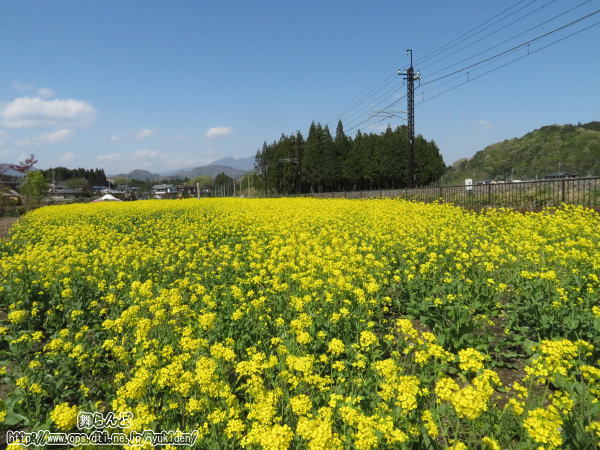大桑駅方向へカメラを向けて撮影した倉ヶ崎SL花畑