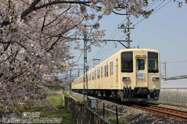 花びら舞う桜の脇を走り抜ける81111F