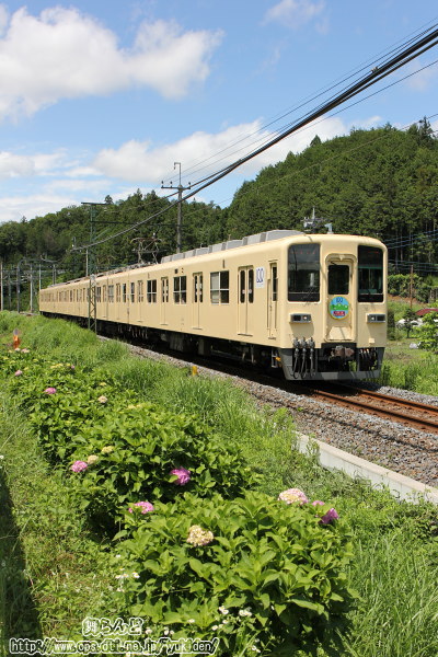 紫陽花と81111F