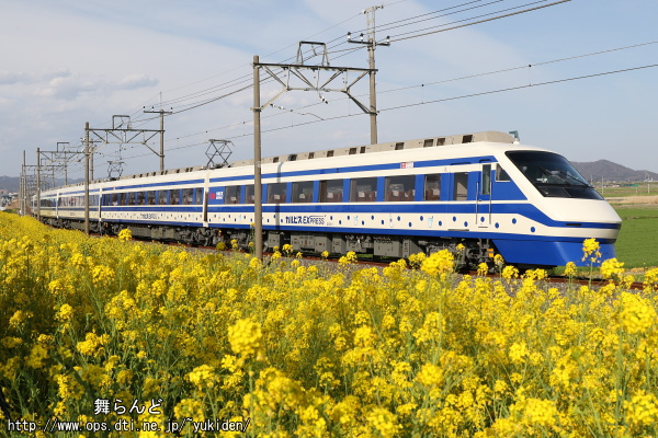 菜の花と『りょうもう「カルピス」EXPRESS』