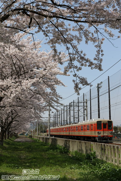 満開の桜並木と81107F