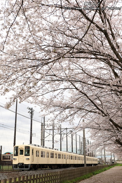 散り始めた桜の並木と81111F